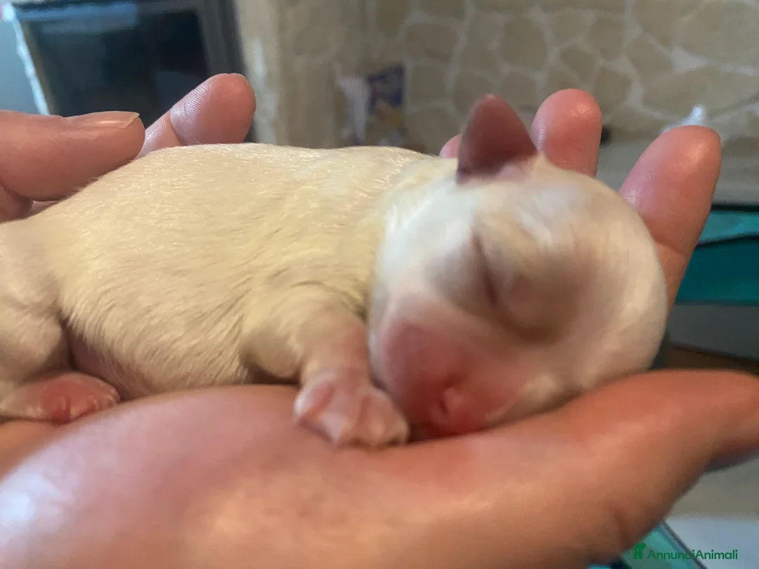 Maltese cani in vendita: Cuccioli maltesi a Città Metropolitana di Firenze - Annuncio 4