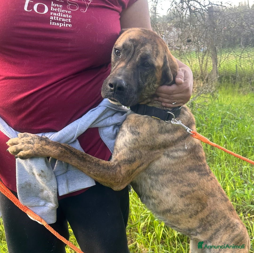 Boxer cani in regalo: Rura, cane femmina incrocio boxer-corso a Città metropolitana di Roma Capitale - Annuncio 2