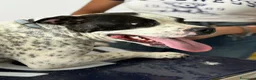 Meticcio cani in regalo: 2 anni, Dolcissima, mini mollossina.  - Annuncio 6