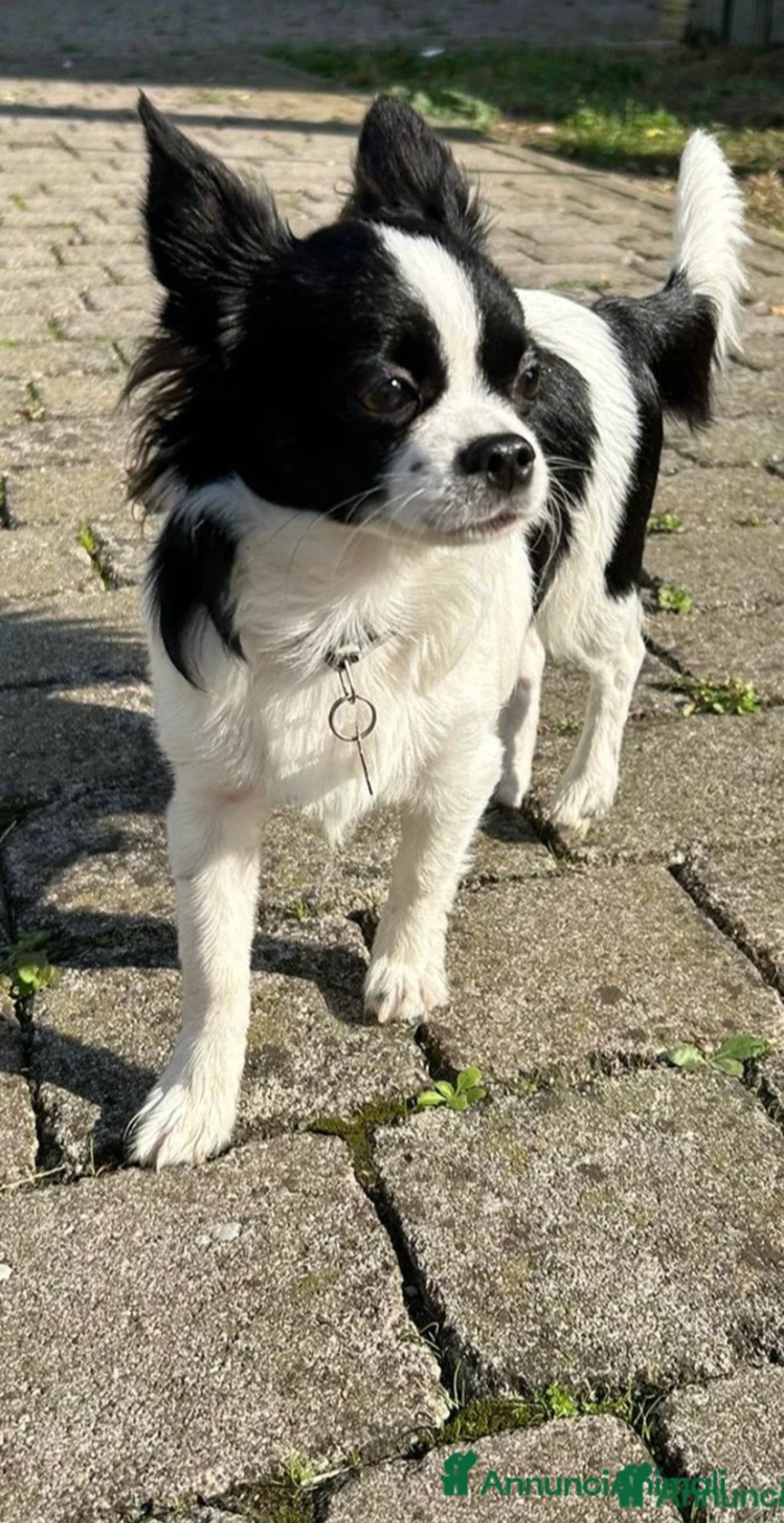 Chihuahua cani in vendita: Chihuahua femmina pedigree Enci  - Annuncio 8