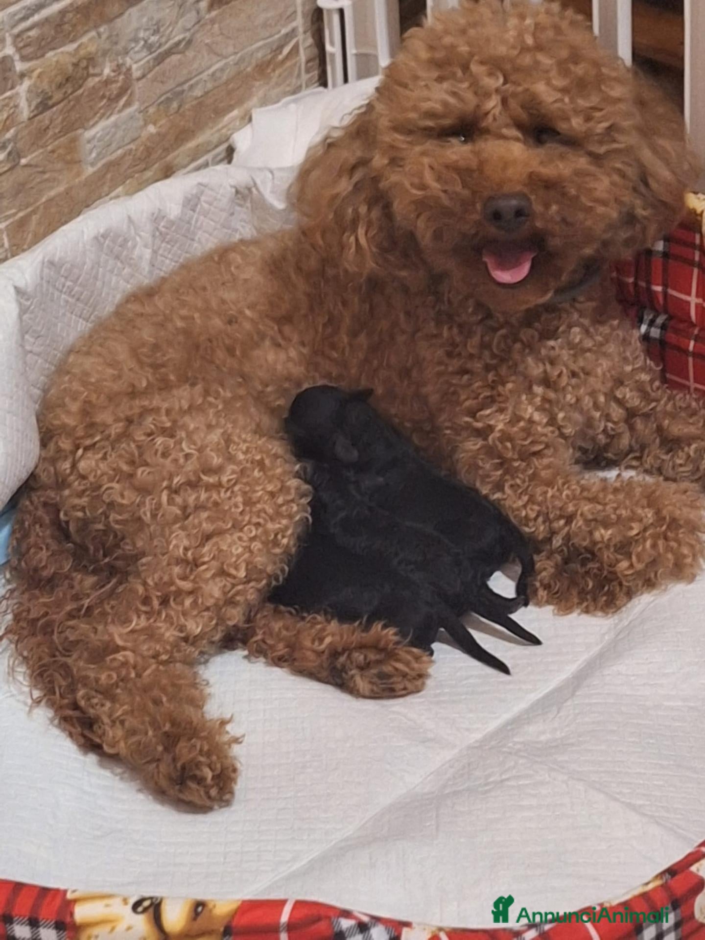 Barboncino Toy cani Ultimo Barboncino Toy Nero - Annuncio 2