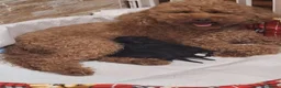 Barboncino Toy cani in vendita: Ultimo Barboncino Toy Nero - Annuncio 2