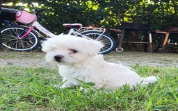 Bichon cani in vendita: 5 bellissimi cuccioli di Bichon Maltese - Immagine 8