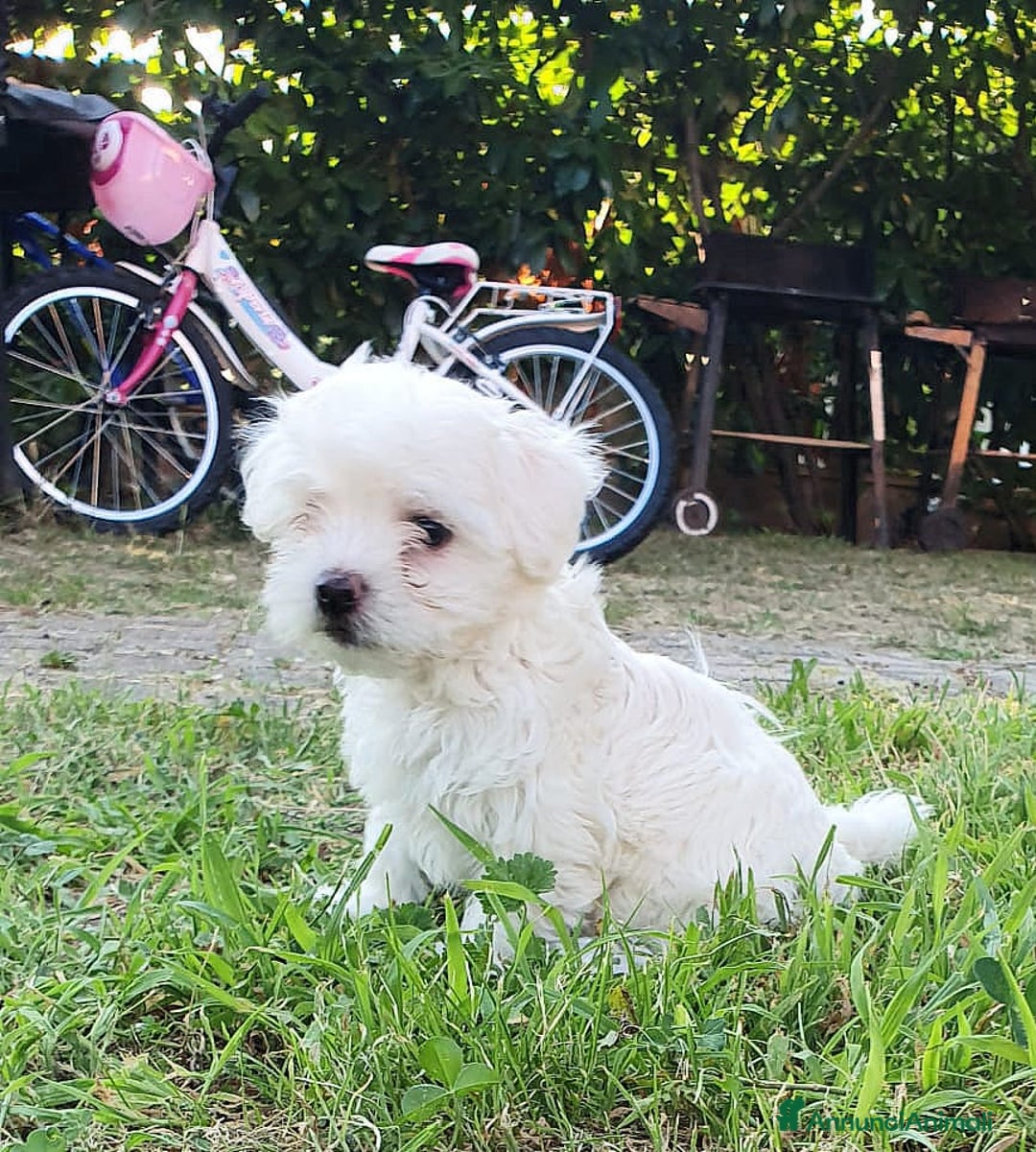 Bichon cani in vendita: 5 bellissimi cuccioli di Bichon Maltese - Immagine 8