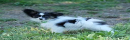 Papillon cani in vendita: Femmina di Papillon - Annuncio 1