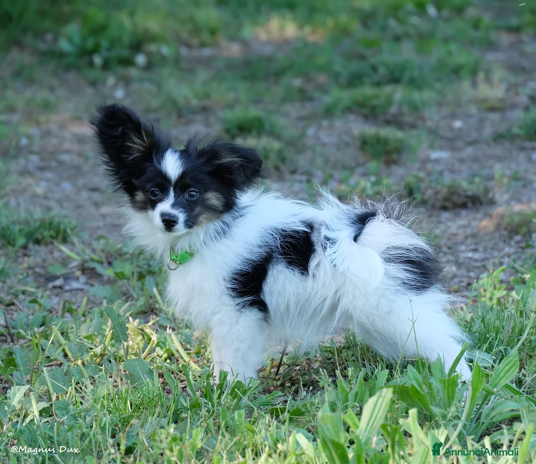 Papillon cani in vendita: Femmina di Papillon - Annuncio 1