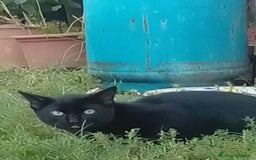 Meticcio gatti in regalo: Gattini - Annuncio 6