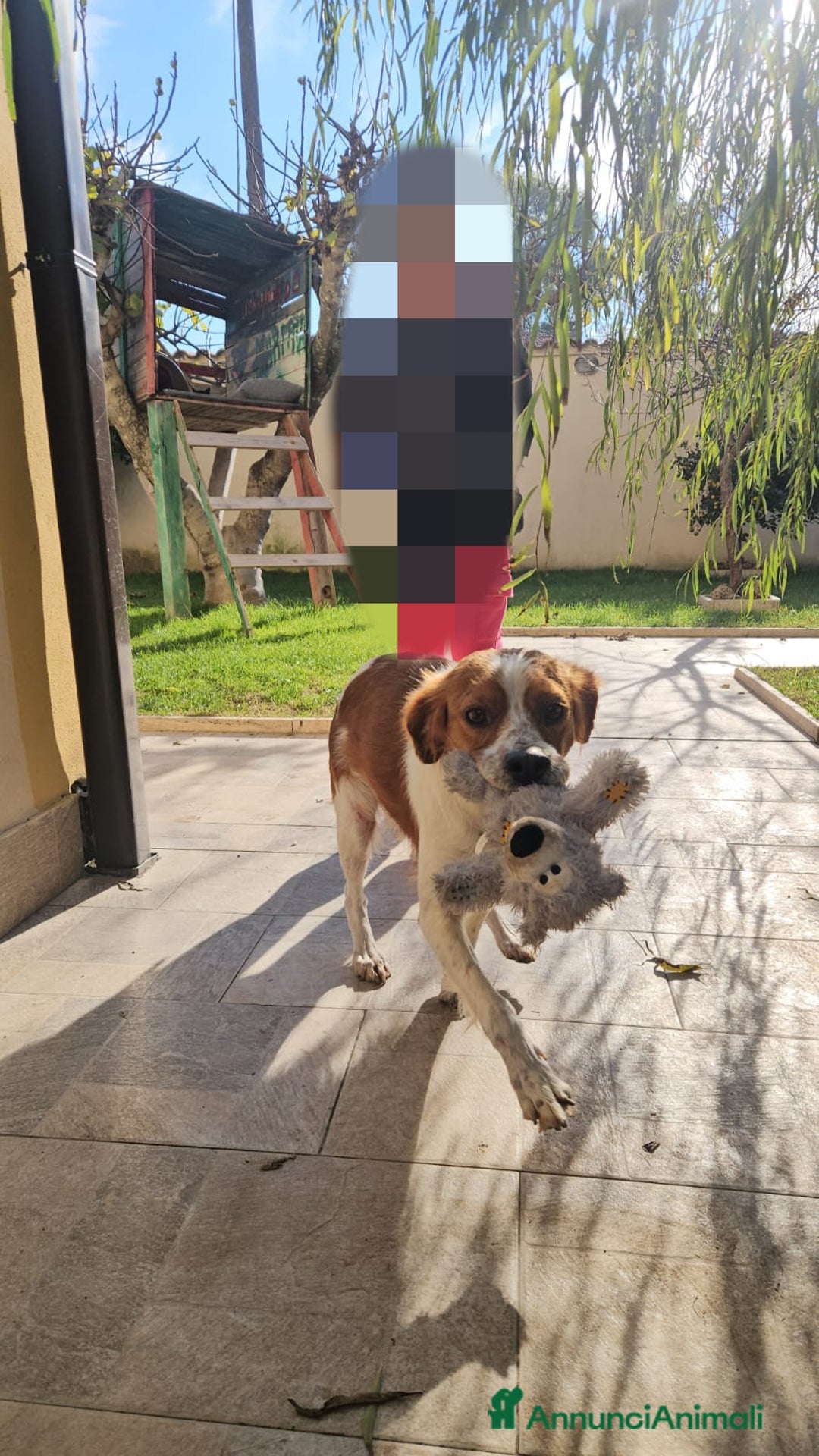 Breton cani in regalo: Tommy: giovane bretoncino socievole equilibrato  - Annuncio 12