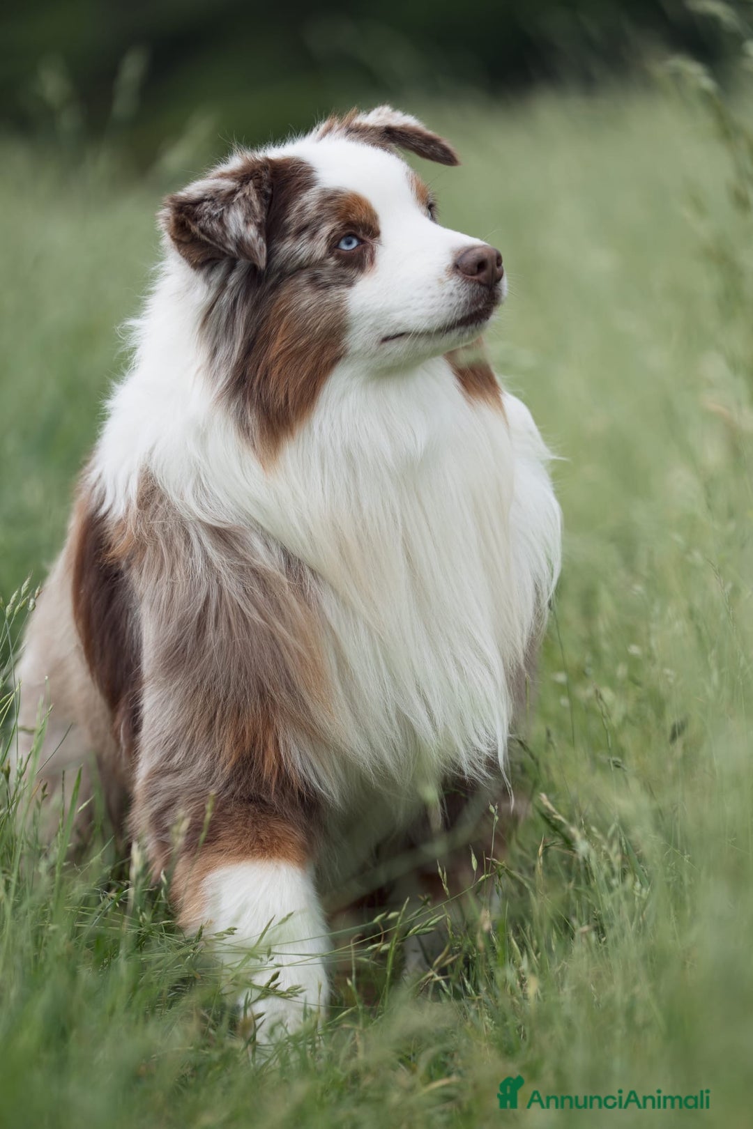 Miniature American Shepherd cani in vendita: Pastore Australiano in Miniatura a Città Metropolitana di Torino - Immagine 3