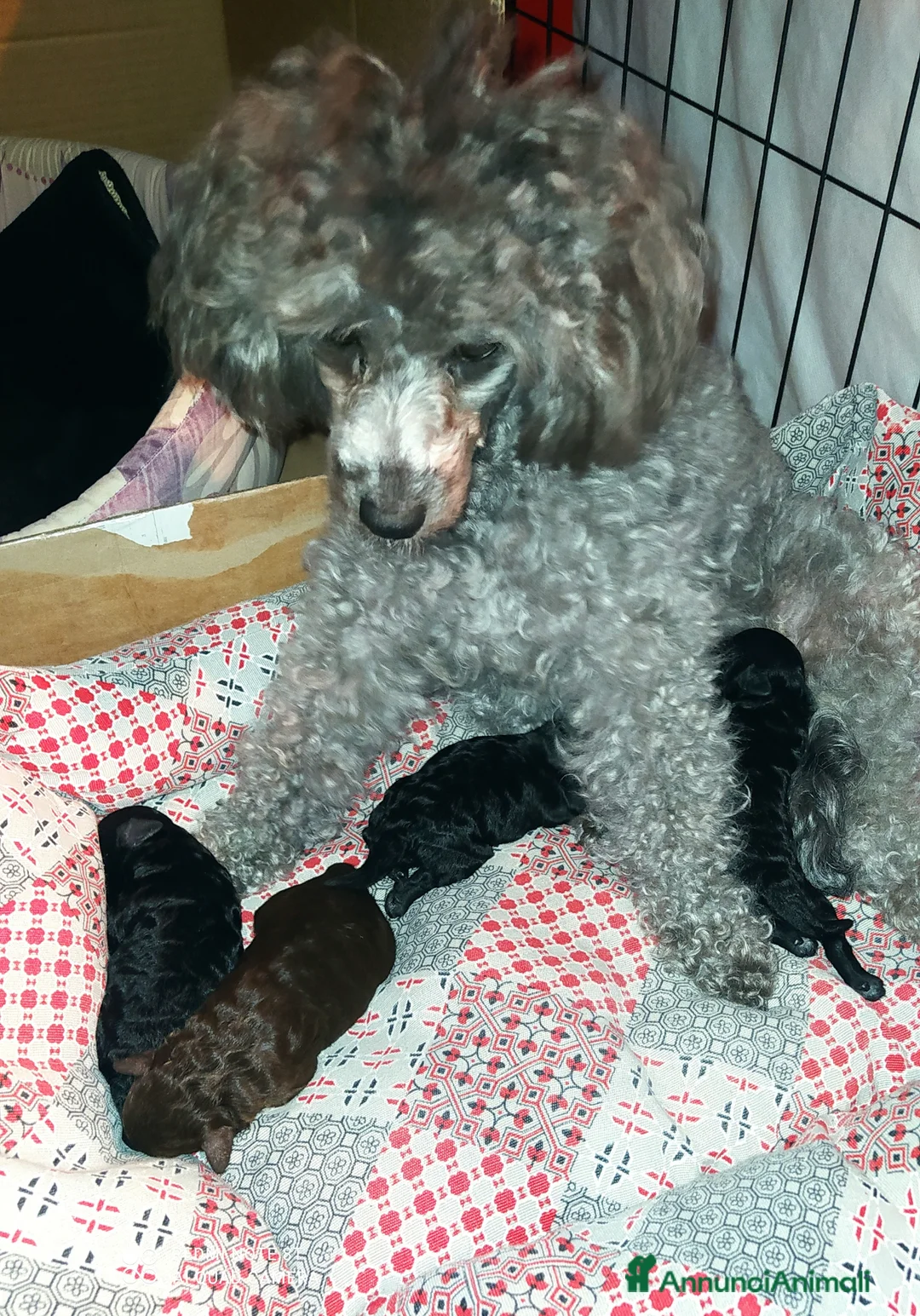 Barboncino Toy cani in vendita: Barboncini toy marrone e nero  - Annuncio 4