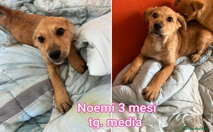 Meticcio cani - Annuncio 17