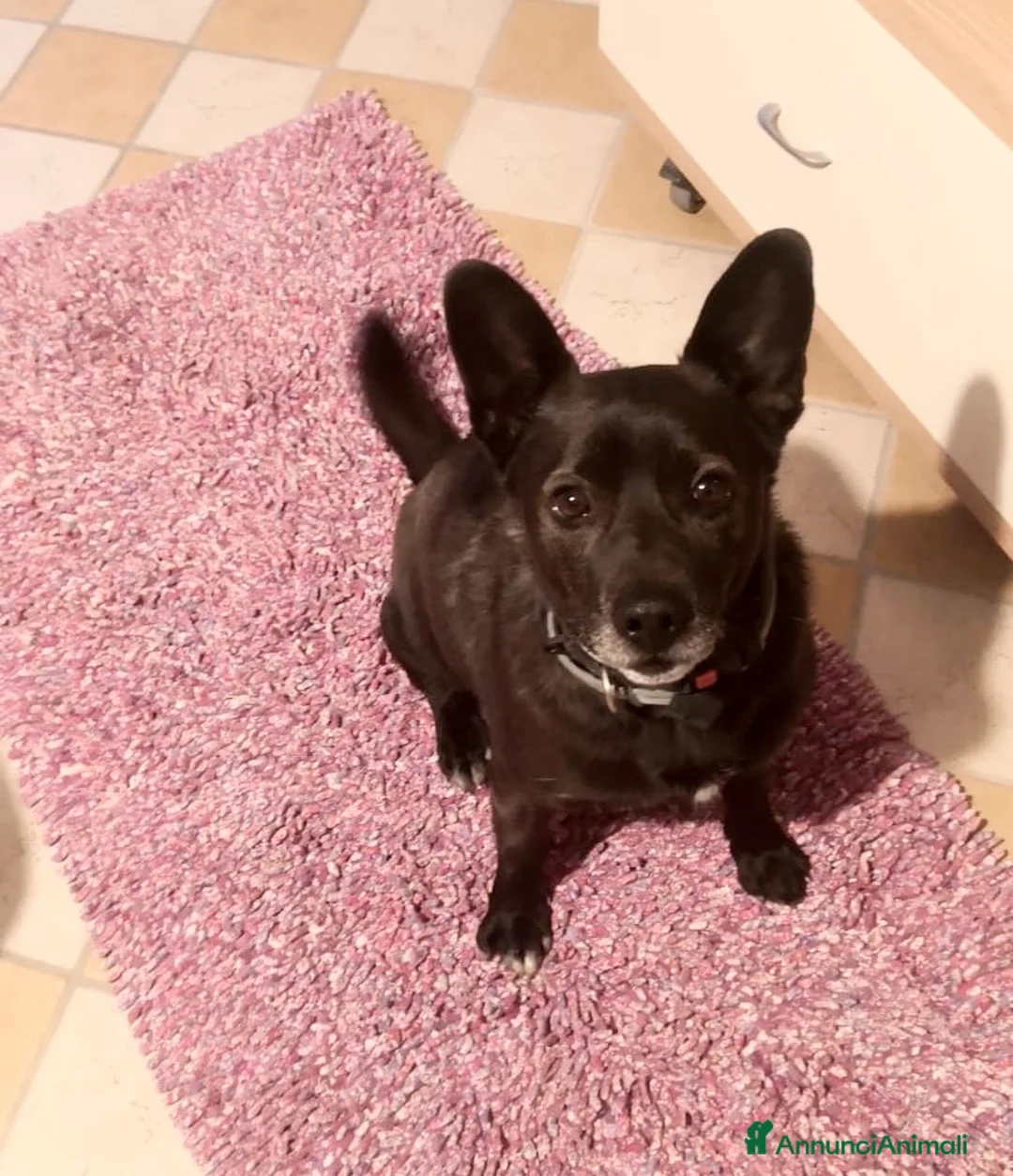 Meticcio cani in regalo: Cagnolino 6 anni tg contenuta - Annuncio 4