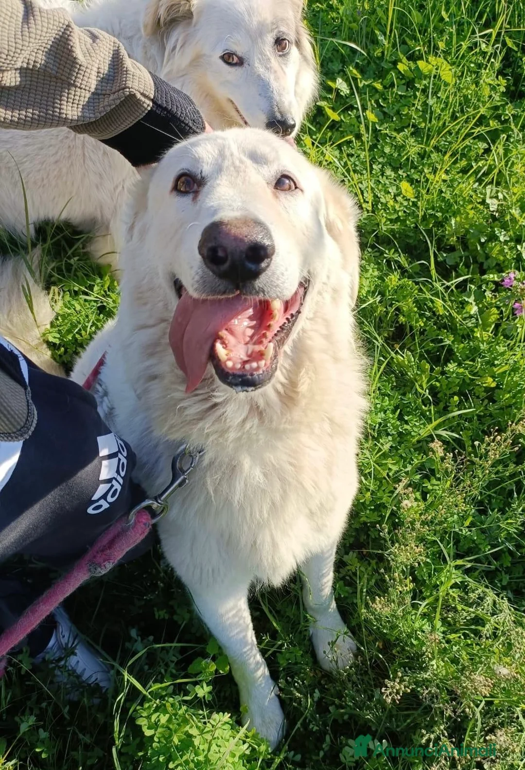 Pastore Maremmano cani in regalo: Tony anima dolcissima rinchiuso dentro un recinto - Annuncio 2