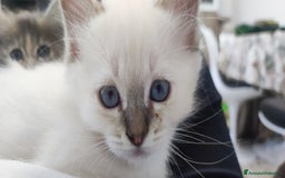 Sacro di Birmania gatti in vendita: Sacro di Birmania  a Provincia di Rimini - Immagine 1