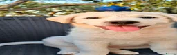 Meticcio cani in regalo: Perla cerca casa 🏡 a Provincia di Monza e della Brianza - Annuncio 4