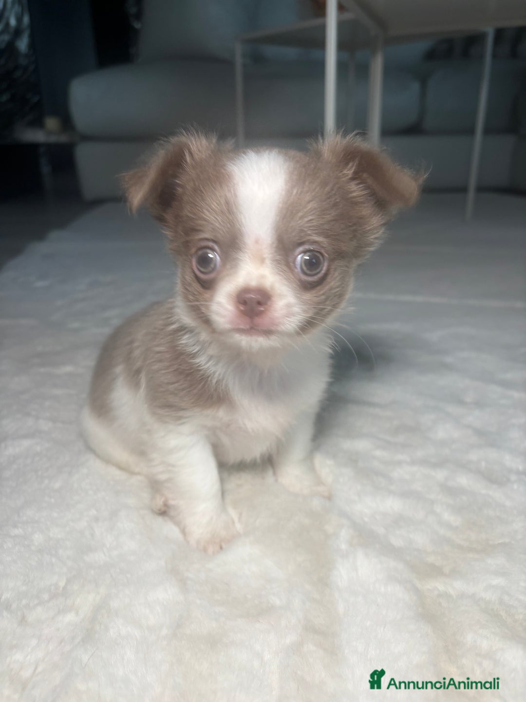 Chihuahua cani in vendita: Cucciolo chihuahua pelo lungo bianco e blu - Annuncio 1