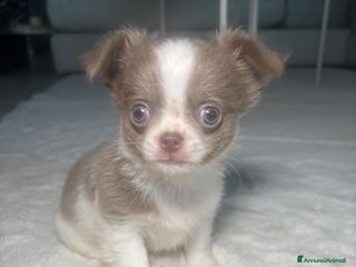 Chihuahua cani Cucciolo chihuahua pelo lungo bianco e blu - Annuncio 9