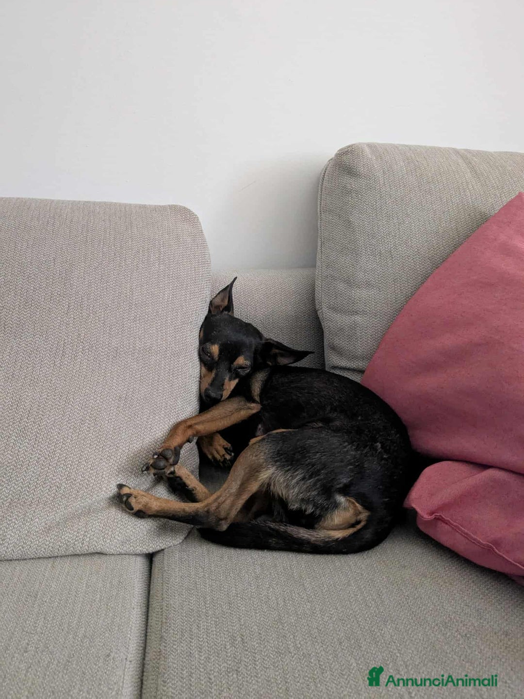 Pinscher Miniatura cani in regalo: STARLET, MINI PINSCHER dolcissima - Annuncio 7