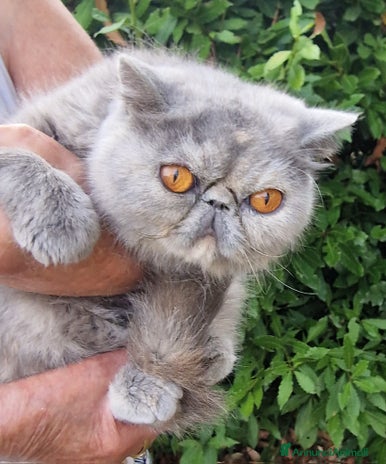 Exotic Shorthair gatti - Annuncio 6