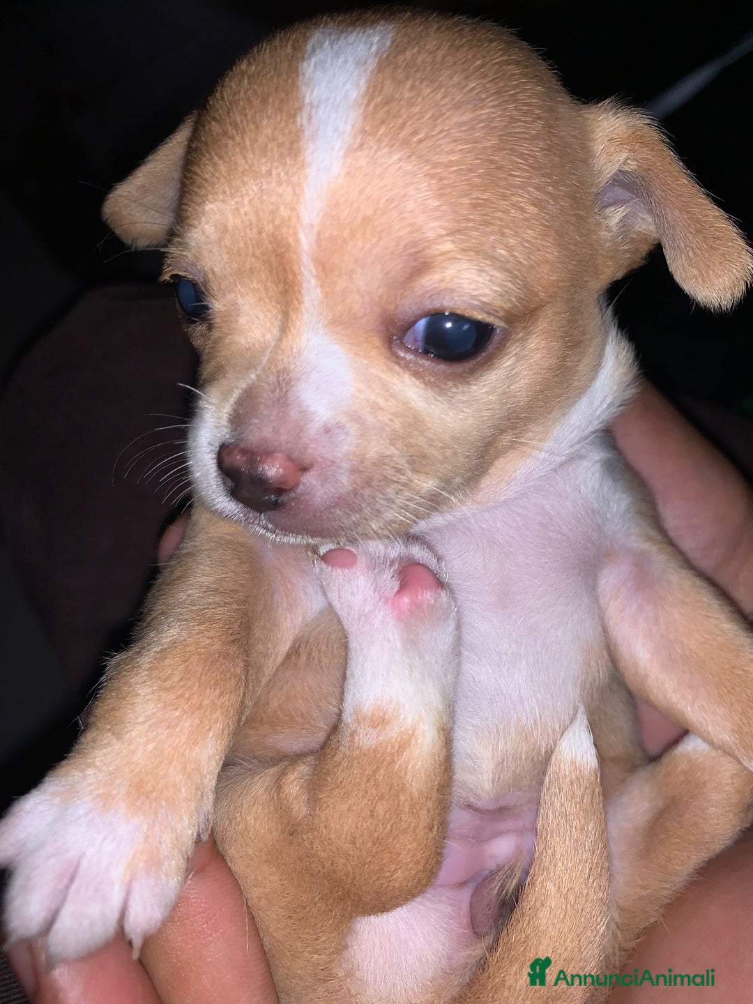 Meticcio cani in vendita: Vedo chihuahua. Invocato  - Annuncio 2