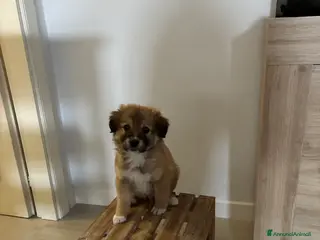 Meticcio cani Cooper - Annuncio 1