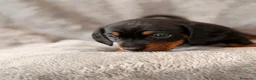 Bassotto cani in vendita: Bassoti Nani - Annuncio 7