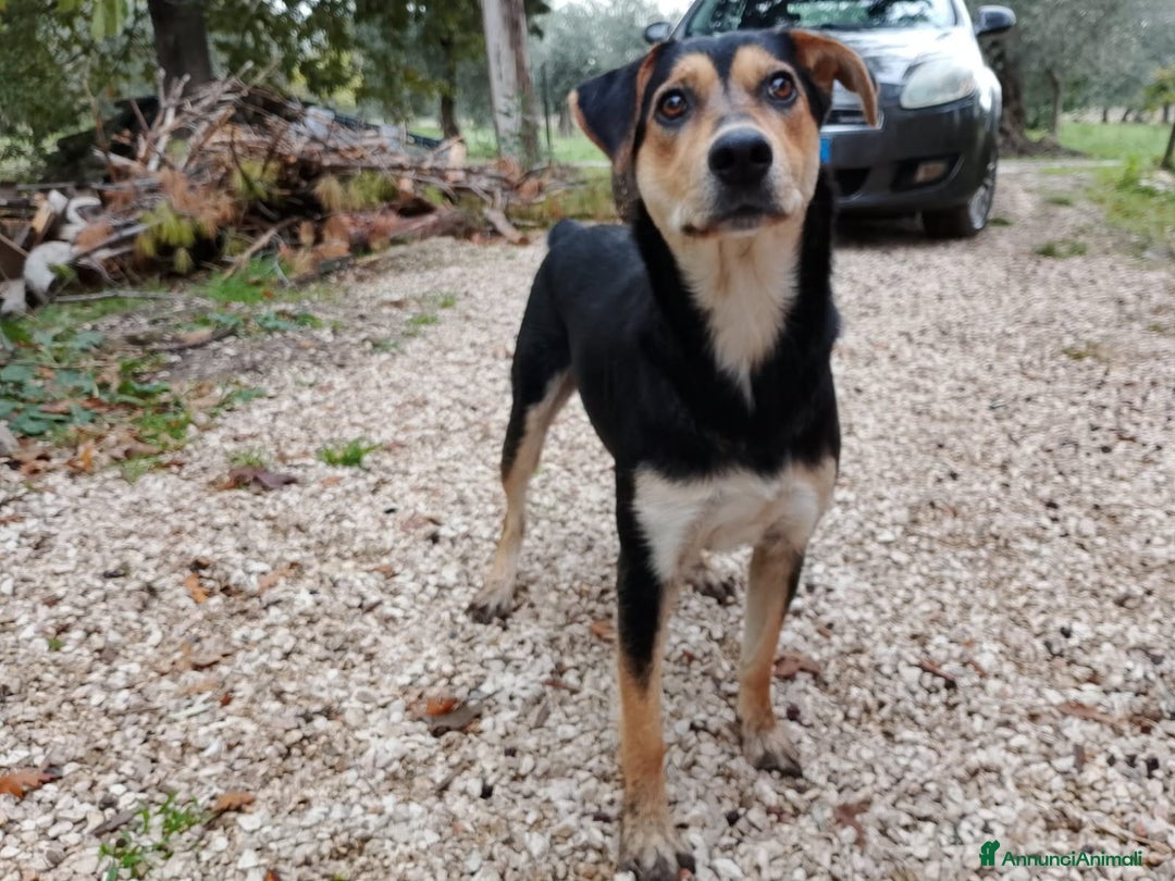 Altre razze cani in regalo: Maya, dolcissima, un anno  - Annuncio 2