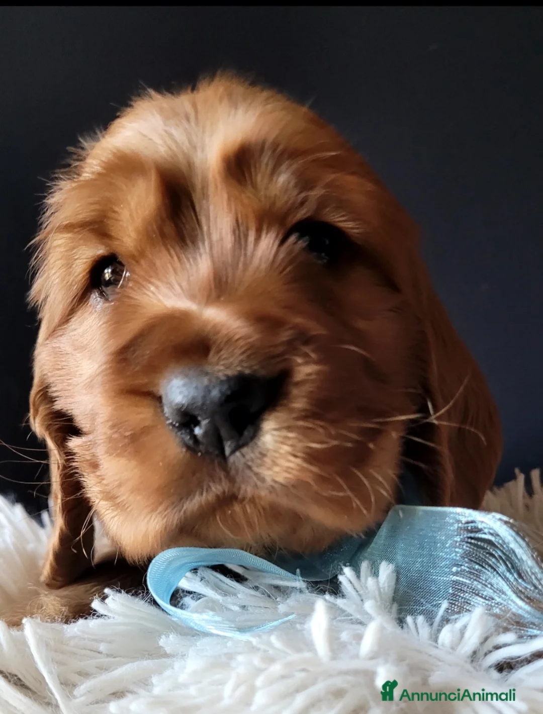 Cocker cani in vendita: COCKER SPANIEL INGLESE CUCCIOLI MASCHI - Annuncio 2