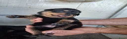 Rottweiler cani in vendita: cuccioli rottweiler  - Annuncio 3