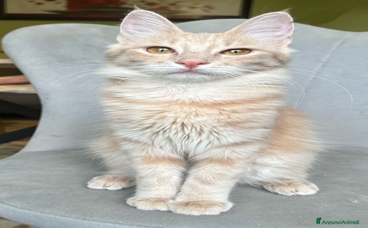 Angora turco gatti Angora Turco, gattina di razza - Annuncio 9