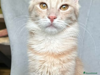 Angora turco gatti Angora Turco, gattina di razza - Annuncio 27