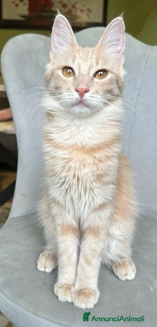 Angora turco gatti - Annuncio 1