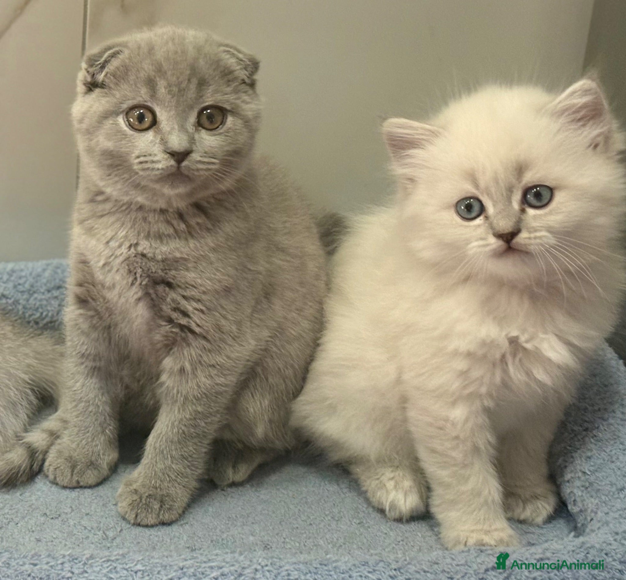 British gatti Scottish fold sthrait - Annuncio 1