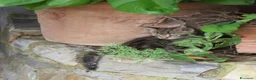 Europeo gatti in regalo: 4 cuccioli da adottare  - Annuncio 5