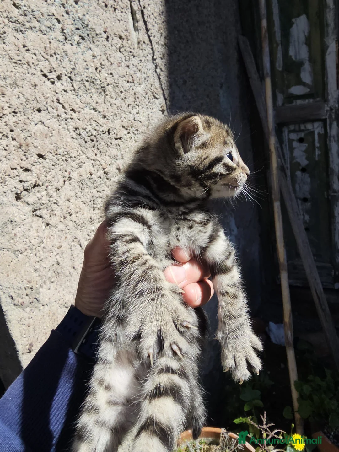 Europeo gatti in vendita: Gattini  - Annuncio 2