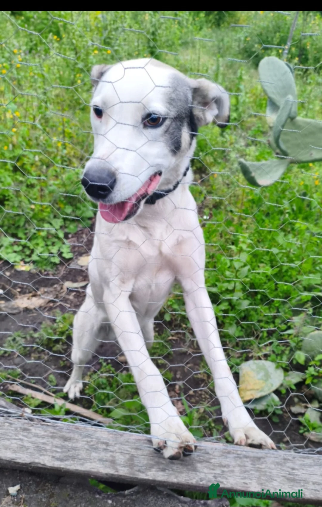 Meticcio cani in regalo: 1anno bellissimo VIVE ISOLATO IN 1TERRENO.OK GATTI - Annuncio 1