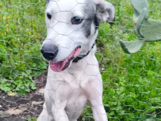 Meticcio cani 1anno bellissimo VIVE ISOLATO IN 1TERRENO.OK GATTI - Annuncio 1