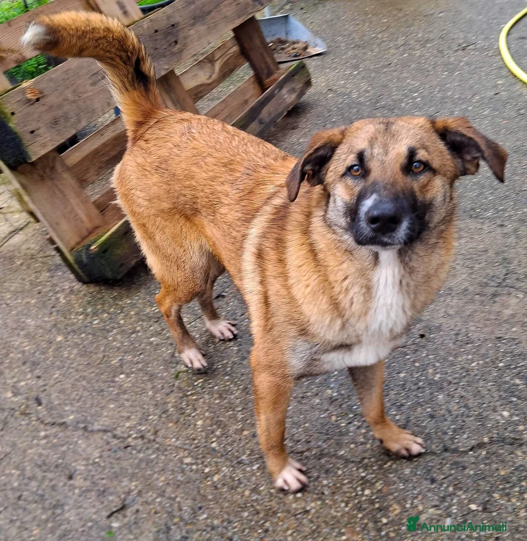 Meticcio cani in regalo: BEA 🩷 - gettata nell’immondizia appena nata 😢 - Annuncio 3