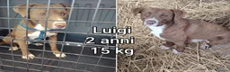 Meticcio cani in regalo: CANI TAGLIA PICCOLA E MEDIOPICCOLA  a Provincia di Pistoia - Annuncio 3