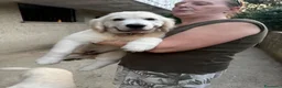 Golden Retriever cani in vendita: Disponibili cuccioli maschi di Golden Retriever  - Annuncio 4