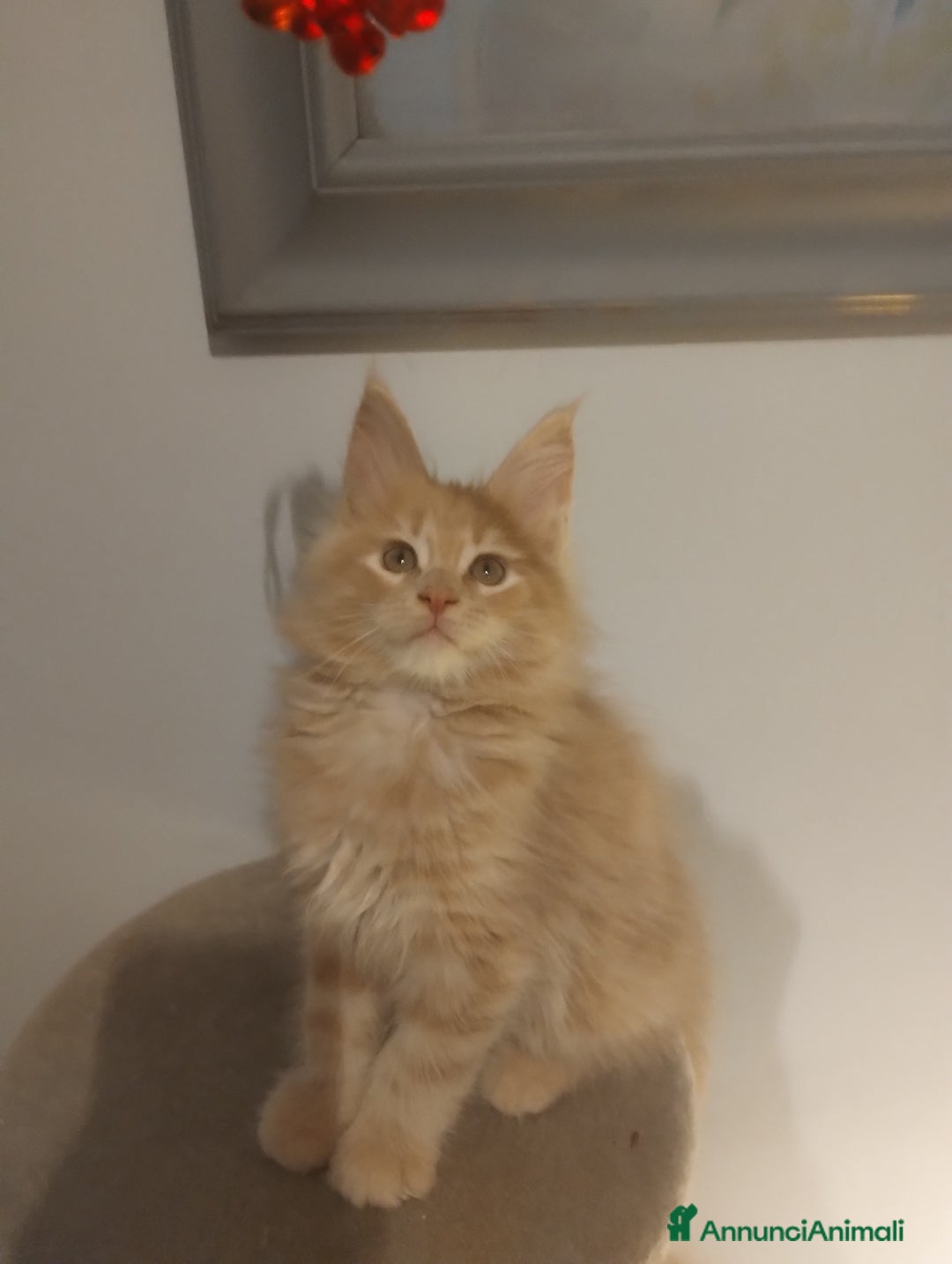 Maine Coon gatti in vendita: Mainecoon con pedigree ANFI  - Annuncio 2