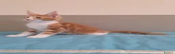 Maine Coon gatti in vendita: Litter G Dolci Fusa - Annuncio 4