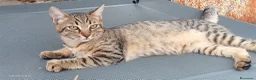 Meticcio gatti in regalo: Gattini/a - Annuncio 2