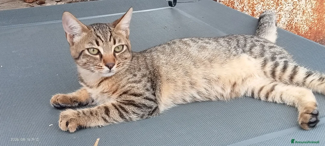 Meticcio gatti in regalo: Gattini/a - Annuncio 2