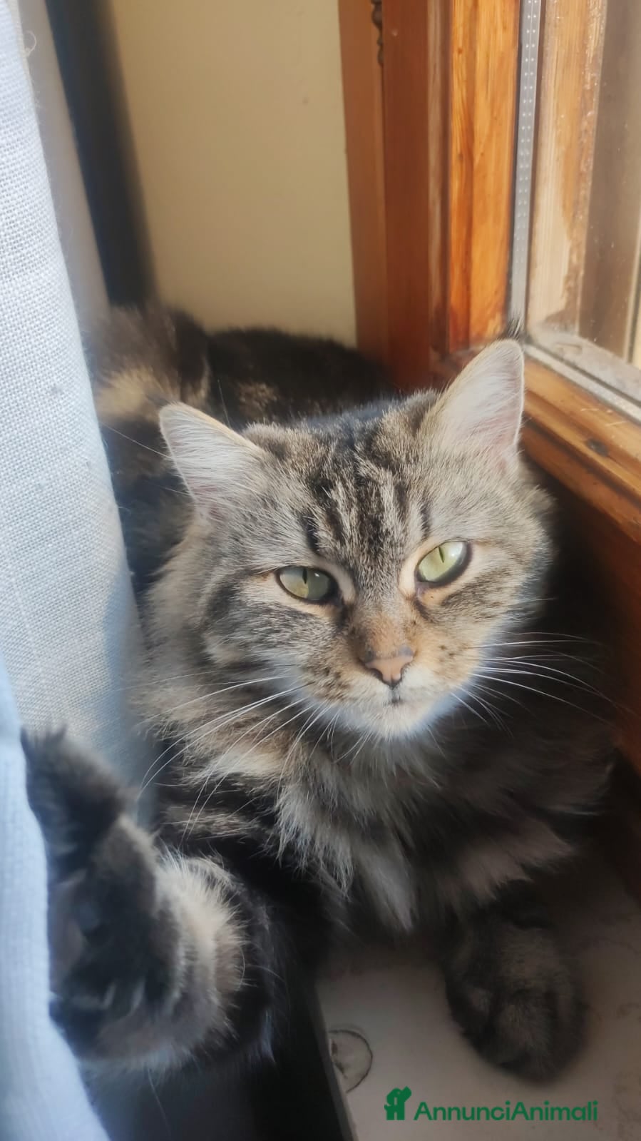 Norvegese gatti Felini Semi-Norvegesi,di Pandora - Annuncio 1