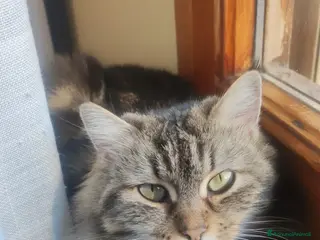 Norvegese gatti in vendita: Felini Semi-Norvegesi,di Pandora - Annuncio 1