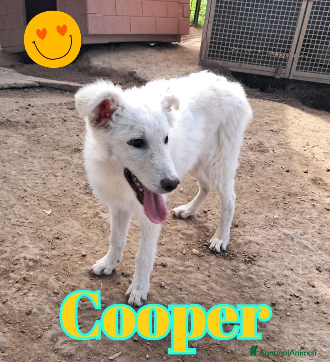 Meticcio cani in regalo: COOPER nato ad Aprile ‘25 - Annuncio 1