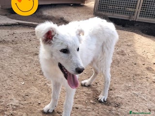 Meticcio cani COOPER nato ad Aprile ‘25 - Annuncio 21