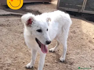 Meticcio cani COOPER nato ad Aprile ‘25 - Annuncio 31