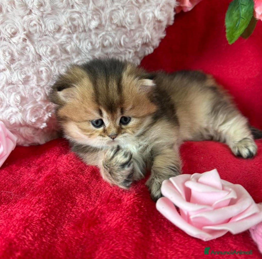 British gatti in vendita: Bellissimi cuccioli di british shorthair  - Annuncio 6